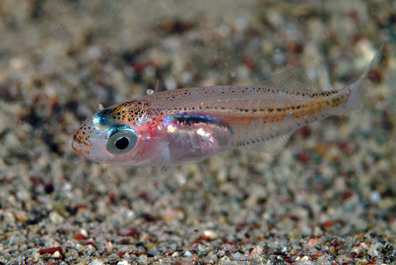 juvenile Sarpa salpa